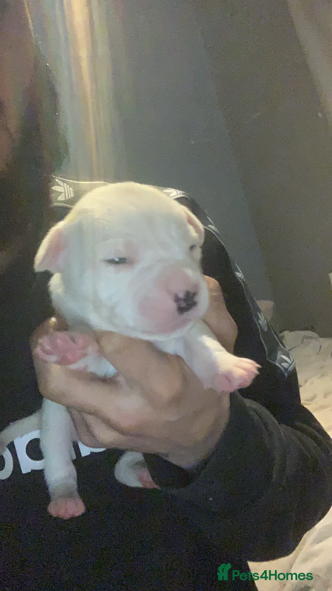 Mixed Breed dogs for sale: Puppies for sale 🏡 3 Left!  - Advert 2