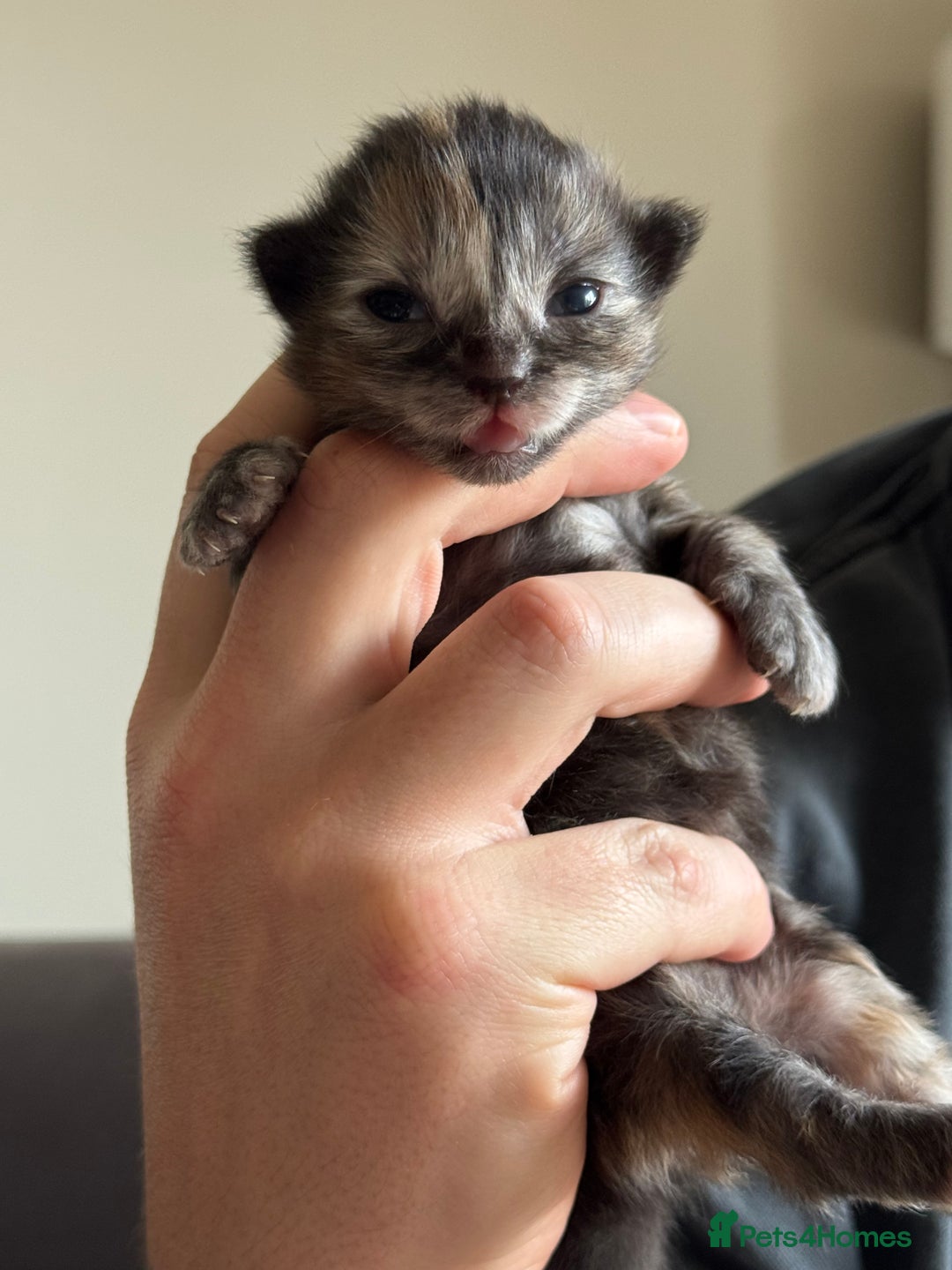 Siberian cats for sale: Exceptional Siberian Kittens - Waiting List Open - Image 6