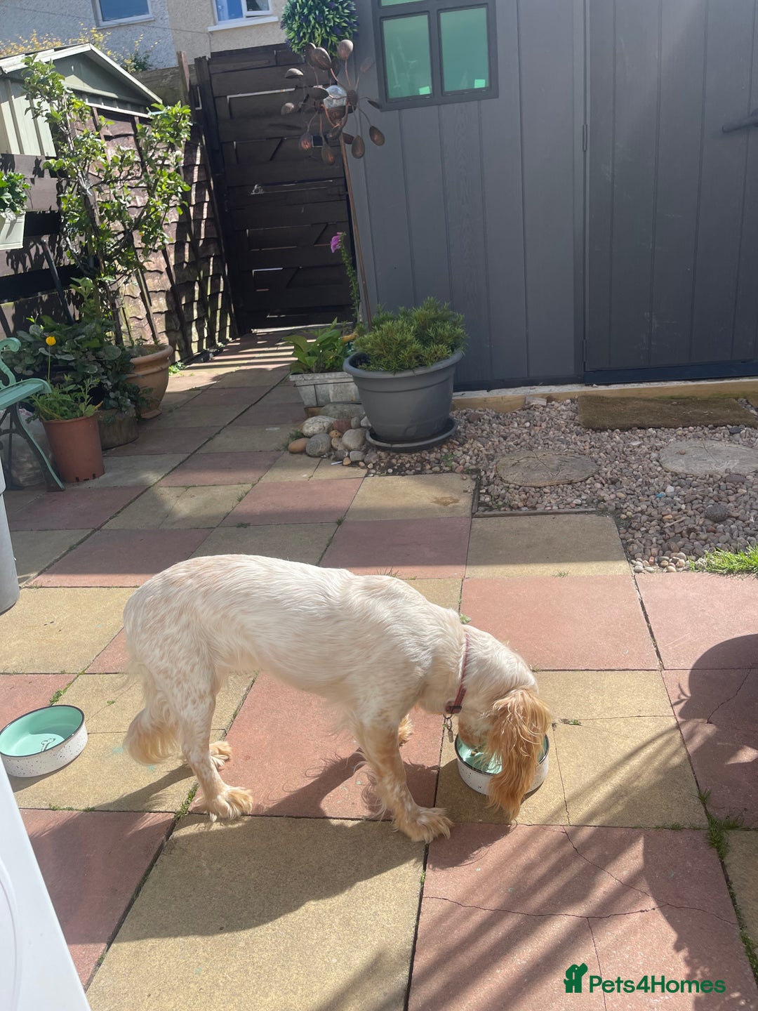 Cocker Spaniel dogs for sale: KC REGISTERED COCKER SPANIELS  - Image 15