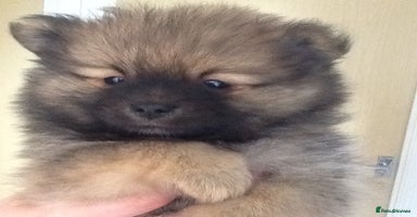 Pomeranian dogs - Advert 5