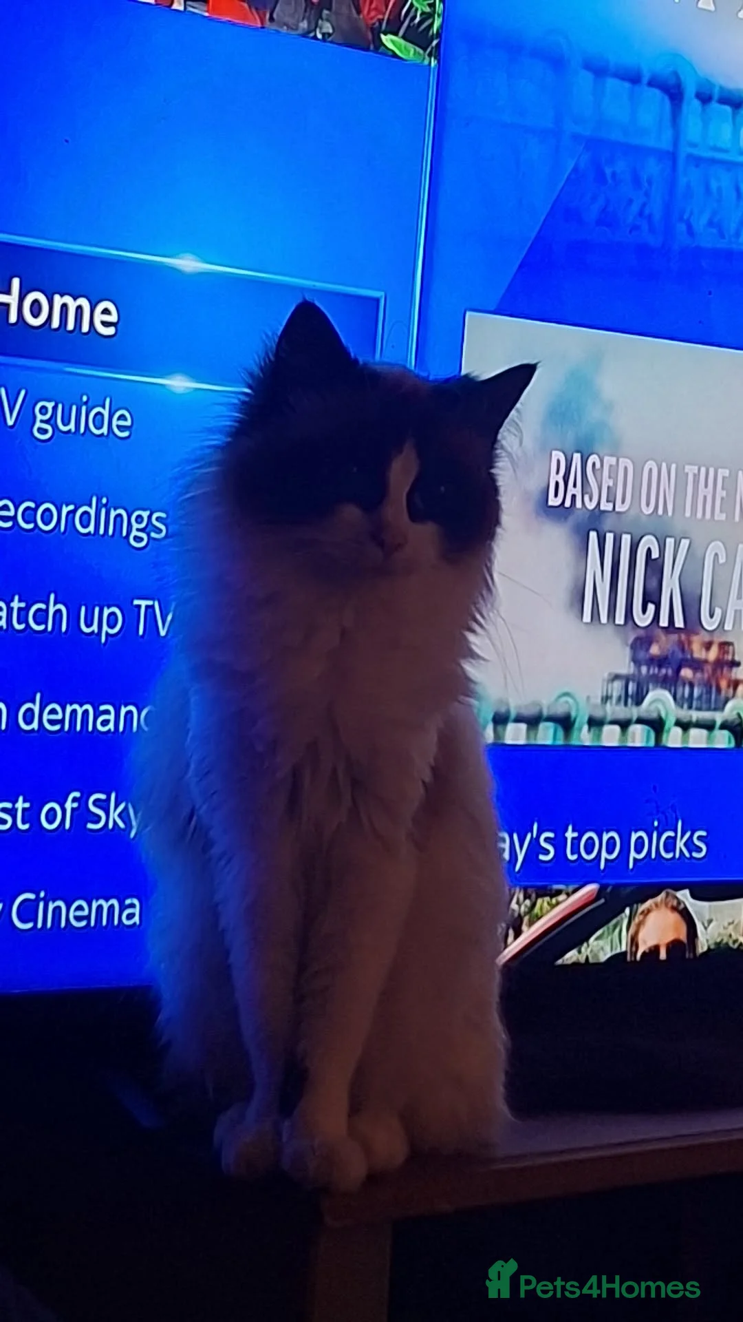 Ragdoll cats for sale: Ragdol - Advert 1