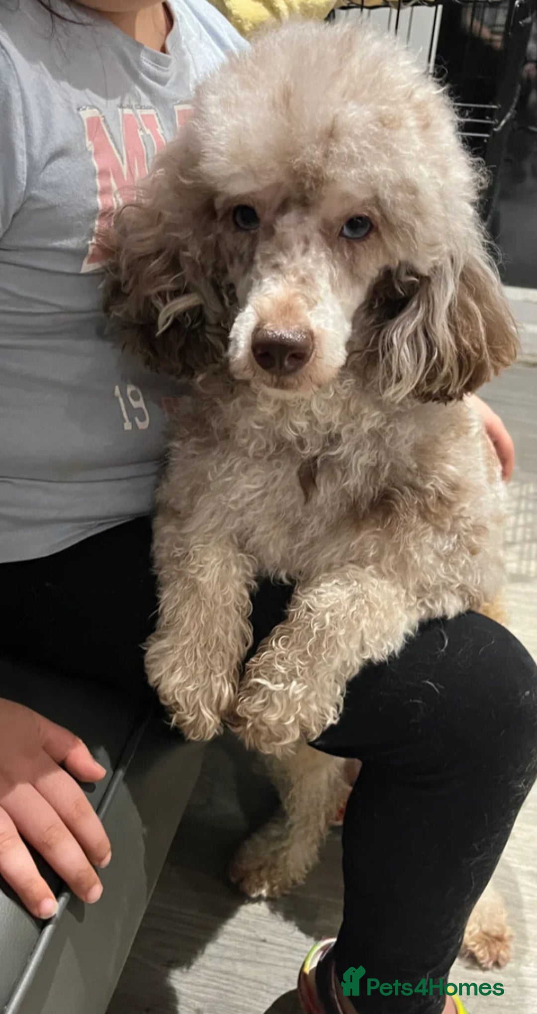 Miniature Poodle dogs for sale: Miniature Poodles - Image 2