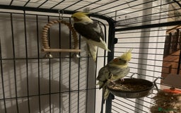 Cockatiels birds for sale: Cockatiels  - Image 3