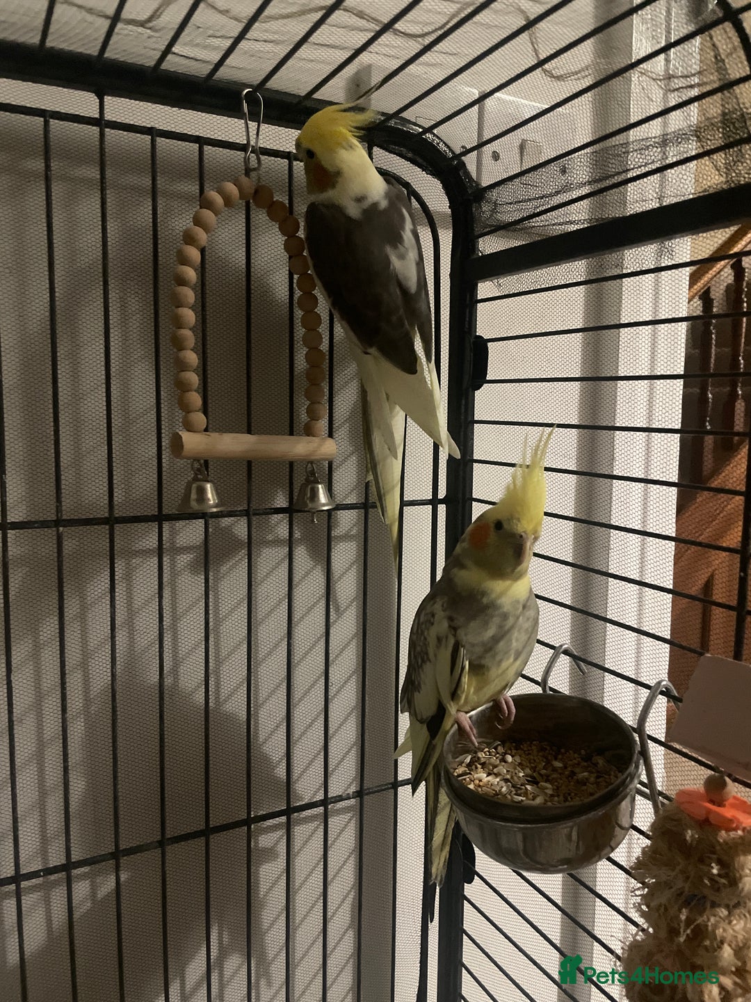 Cockatiels birds for sale: Cockatiels  - Image 3