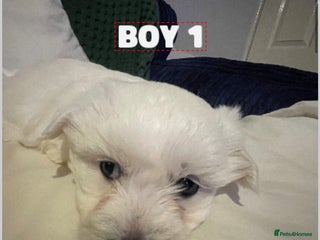 Pomapoo dogs Pomapoo puppies - Advert 1