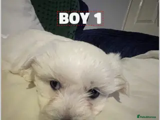 Pomapoo dogs Maltipoo puppies - Advert 11