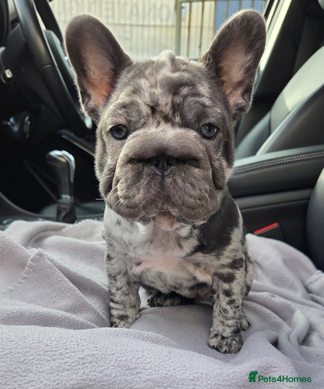 French Bulldog dogs for sale: 💝 DWKC registered champion bloodlines💖 - Image 6