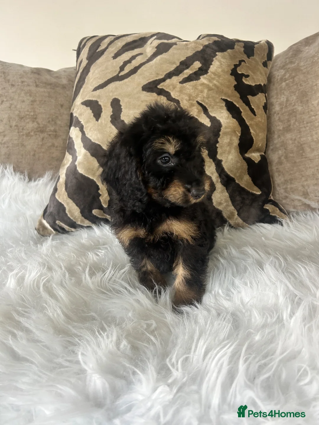 Cockapoo dogs for sale: F1 cockapoo puppies  in Preston - Advert 29