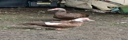 Waterfowl poultry for sale: Pair of Chocolate  and white Muscoveu ducks - Advert 2
