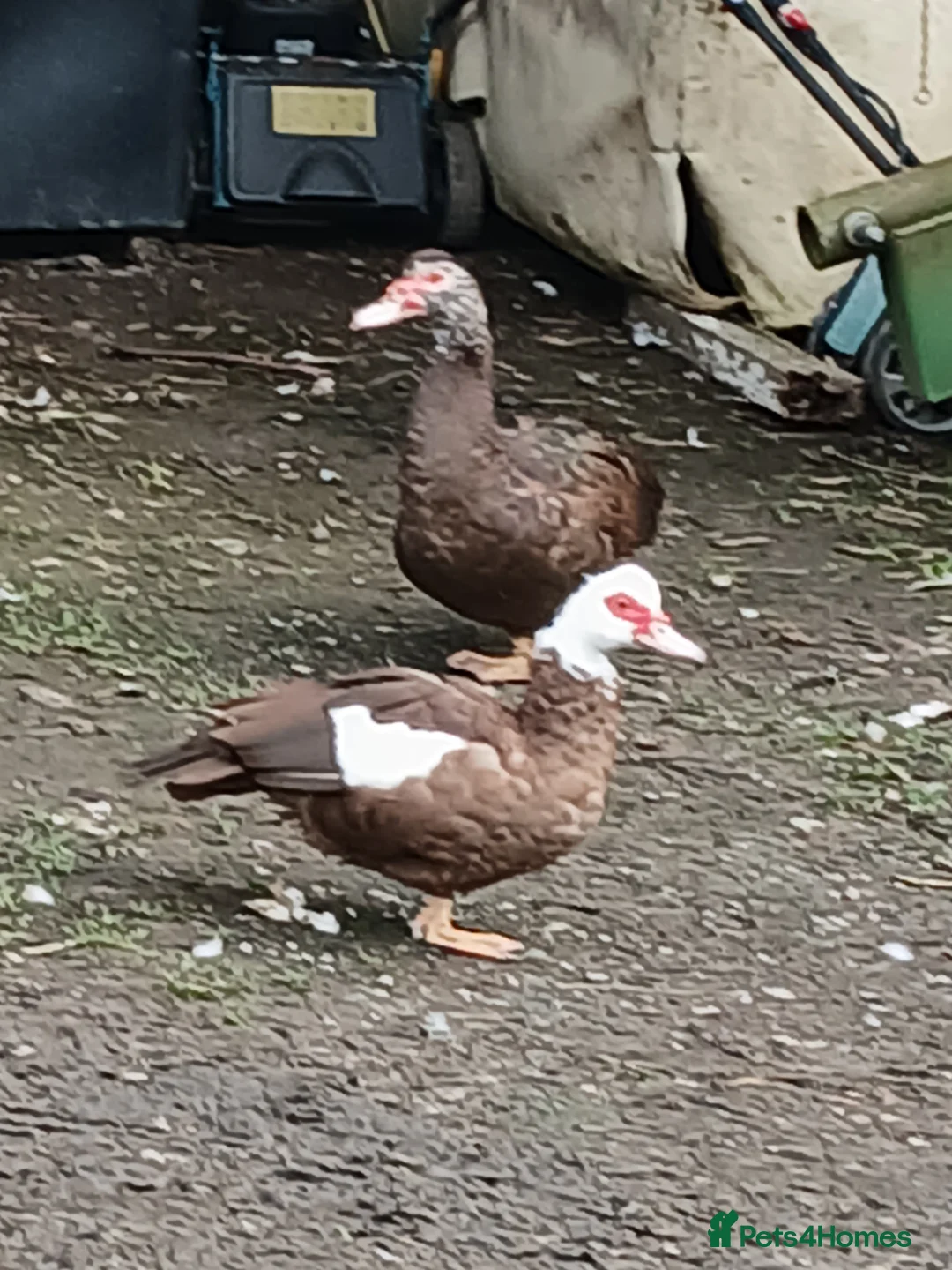 Waterfowl poultry for sale: Pair of Chocolate  and white Muscoveu ducks - Advert 2