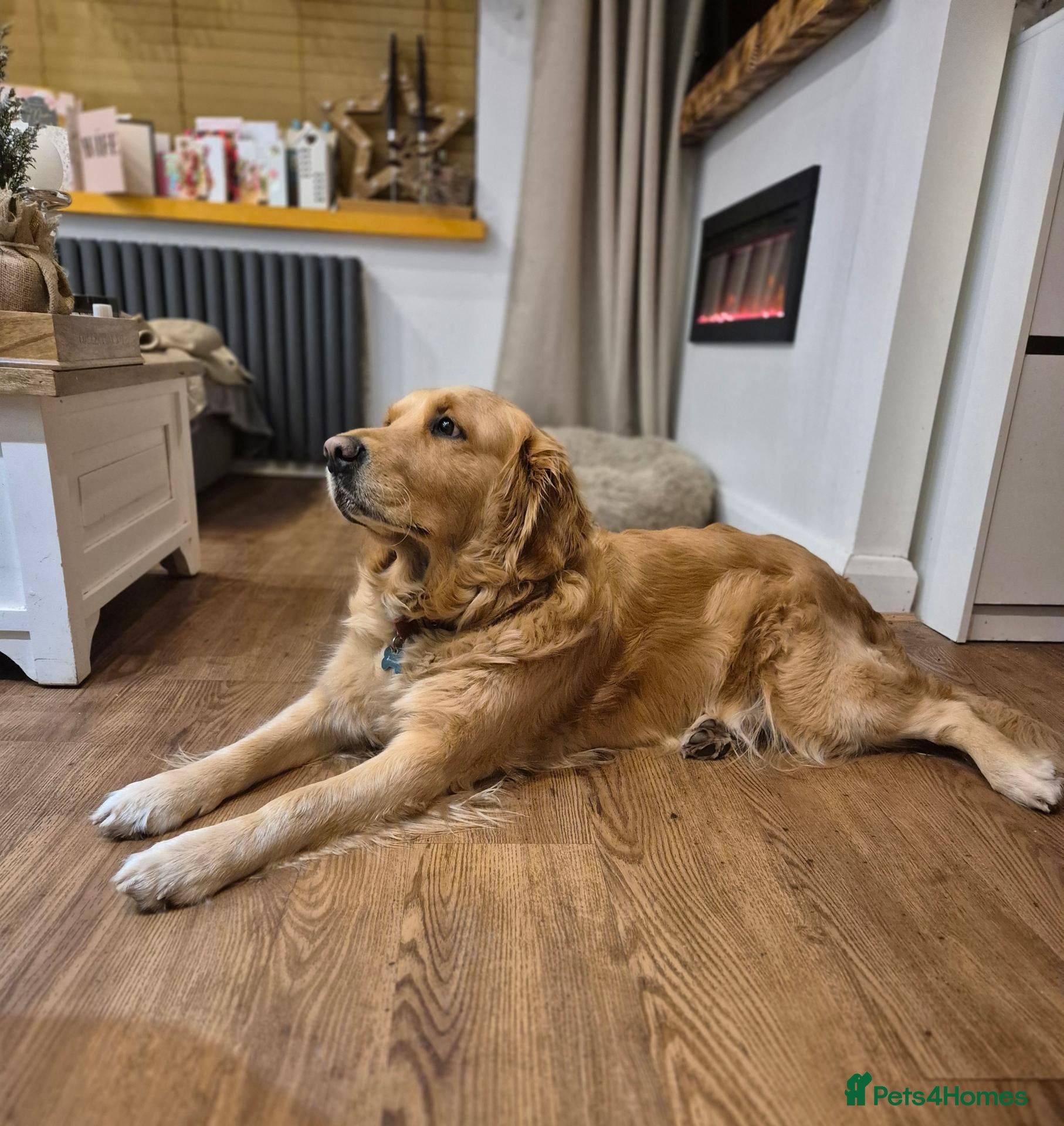 Golden Retriever dogs Beautiful KC Registered Golden Retievers - Advert 2