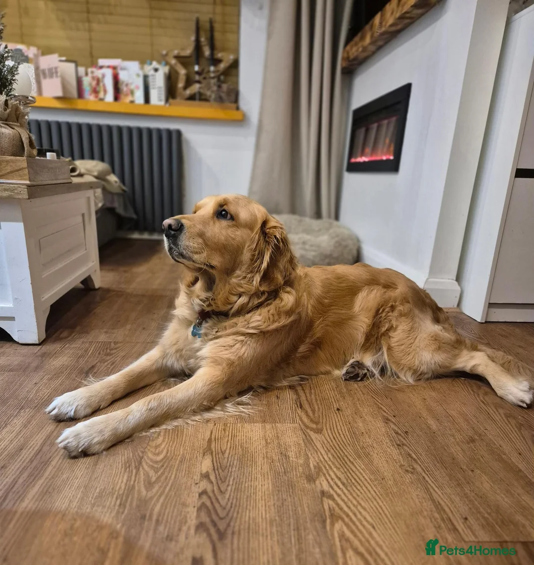 Golden Retriever dogs for sale: Beautiful KC Registered Golden Retievers - Advert 2