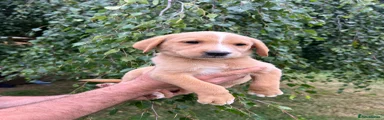 Labrador Retriever 10