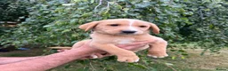 Labrador Retriever dogs for sale: Fox Red Labradors KC REG in Northallerton - Advert 5
