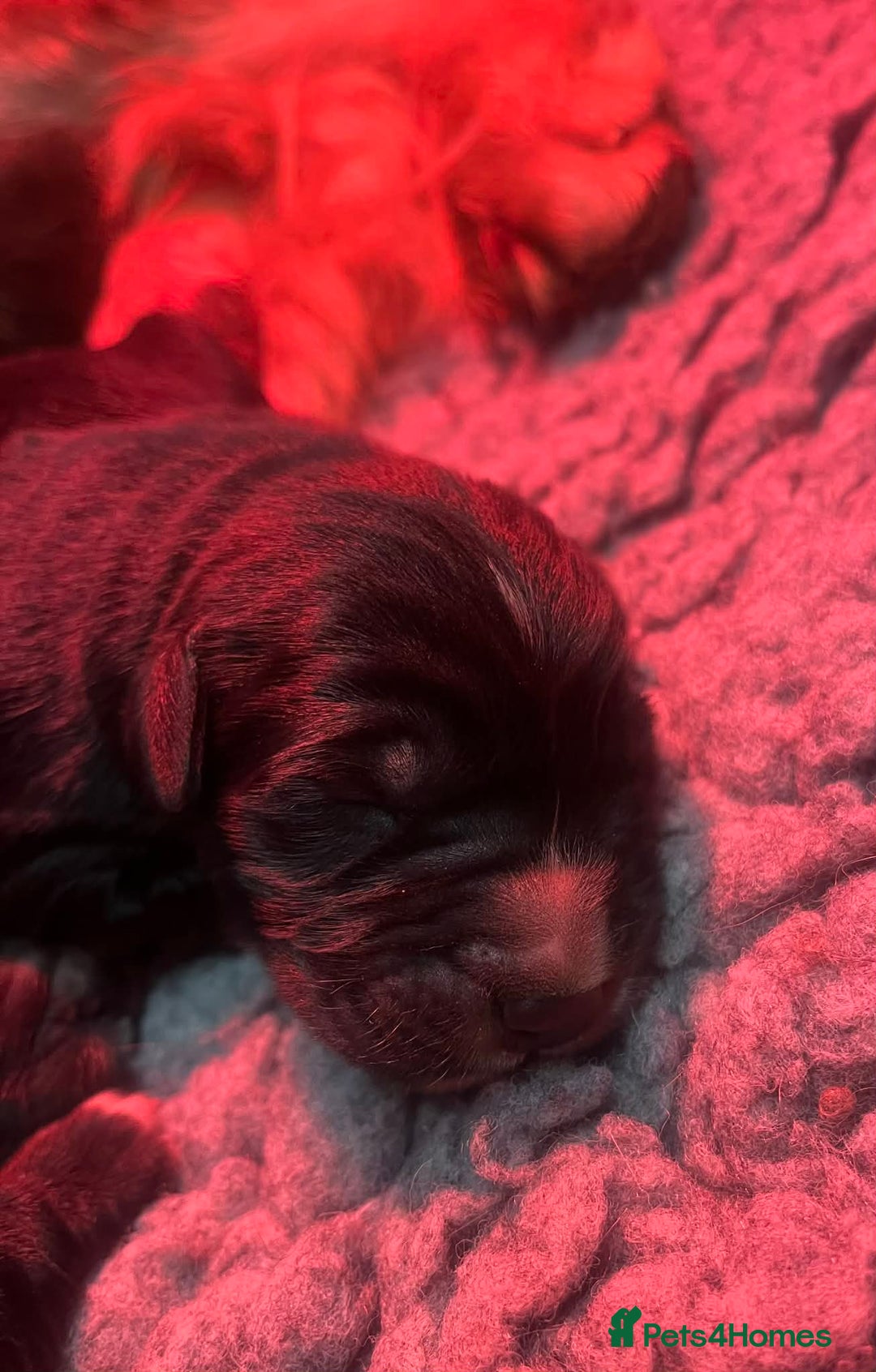 Golden Retriever dogs for sale: Beautiful Bernese Mountain Dog x Golden Retrievers - Advert 10