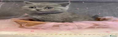 British Shorthair Kitten 3