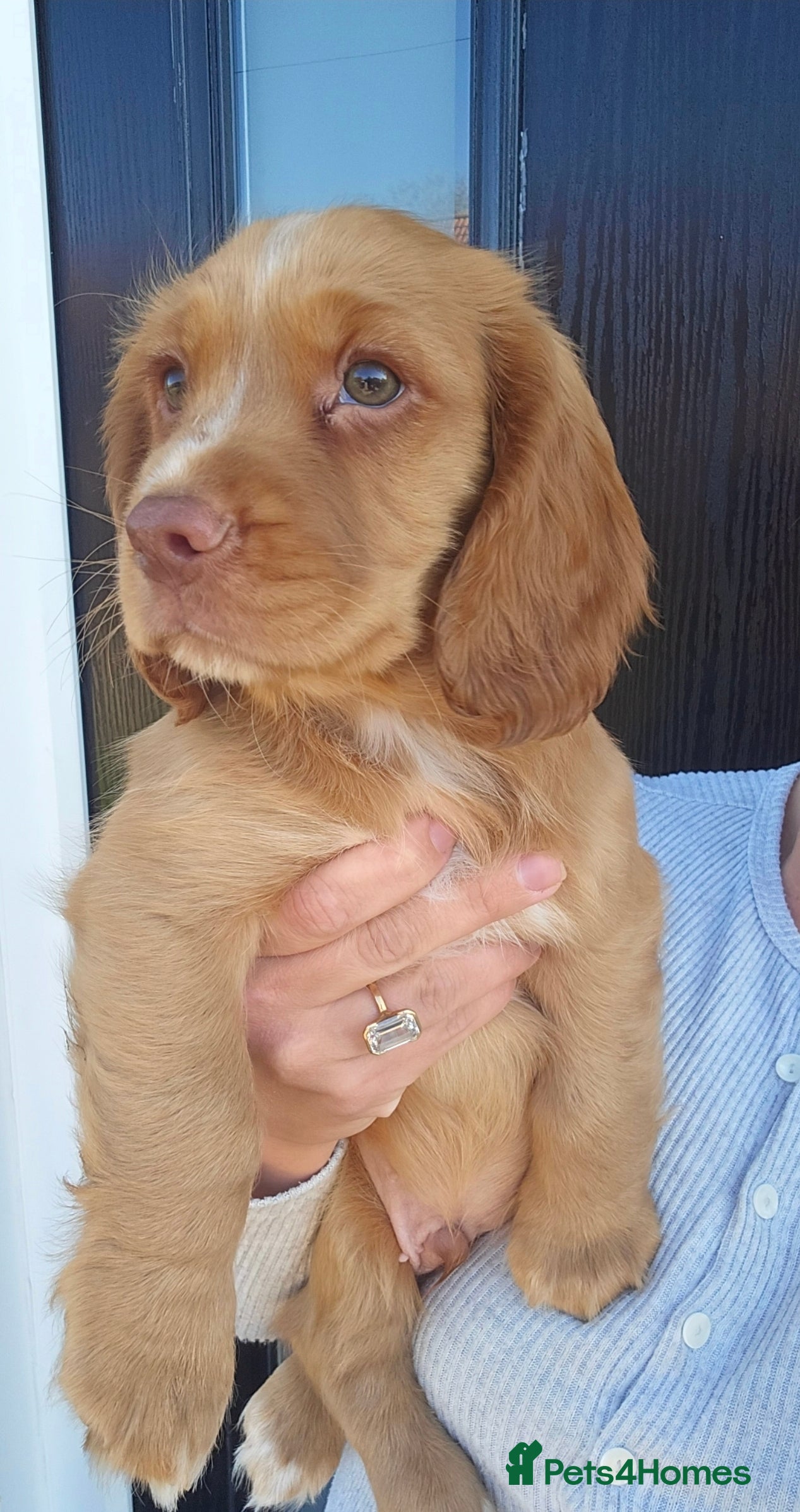 Cocker Spaniel dogs KC Registered Fox Red Male Working Cocker Spaniels - Advert 7