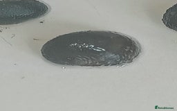 Snails fish for sale: Freshwater  nerite snails  - Image 14