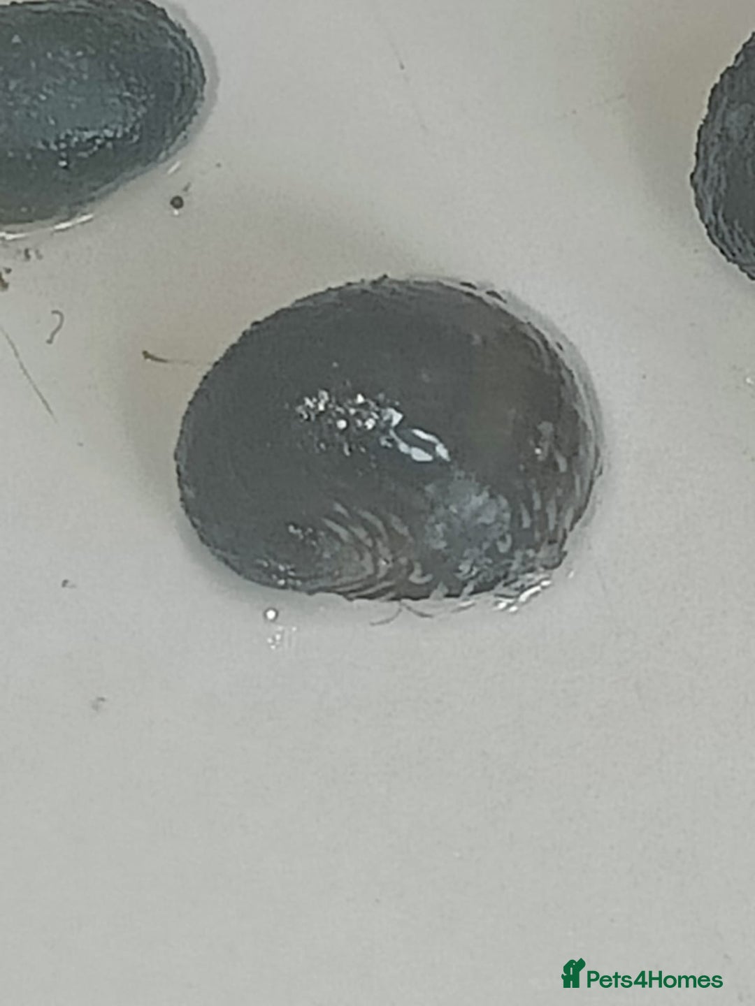 Snails fish for sale: Freshwater  nerite snails  - Image 14