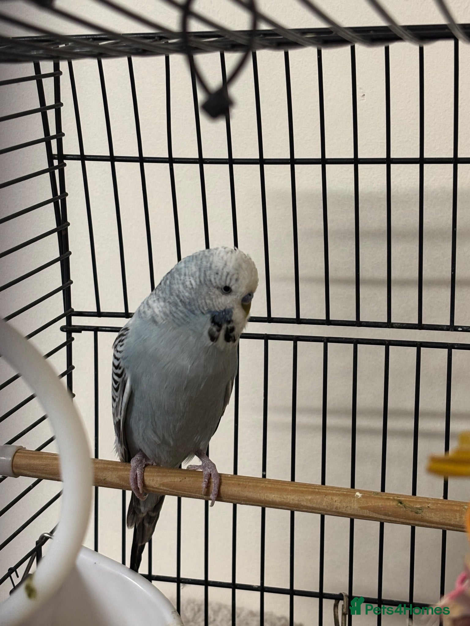Budgerigars birds Budgie for adoption - Advert 3