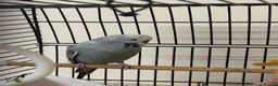 Budgerigars birds for sale: Budgie for adoption in Rochester - Advert 1
