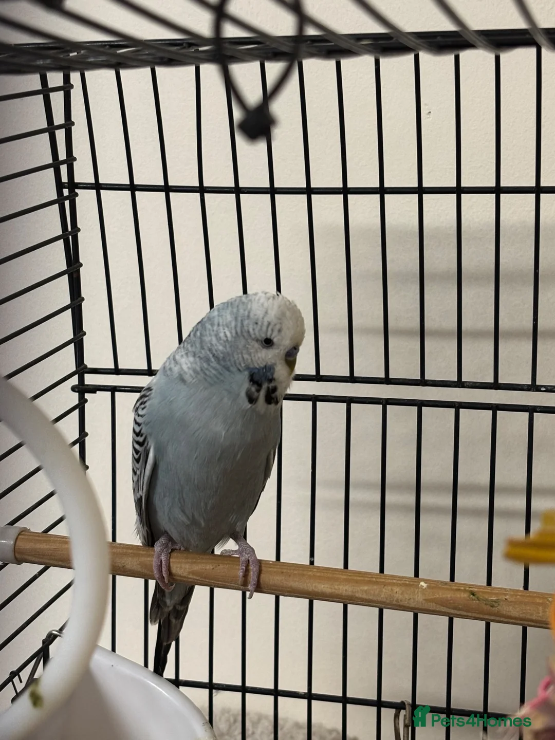 Budgerigars birds for sale: Budgie for adoption in Rochester - Advert 1