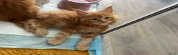 Maine Coon cats for sale: Stunning Red Kittens TICA reg  - Advert 11