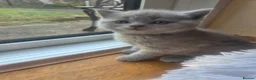 Scottish Fold cats for sale: Kittens Scottish lilac and blue fold fluffy boys in Nottingham - Advert 29