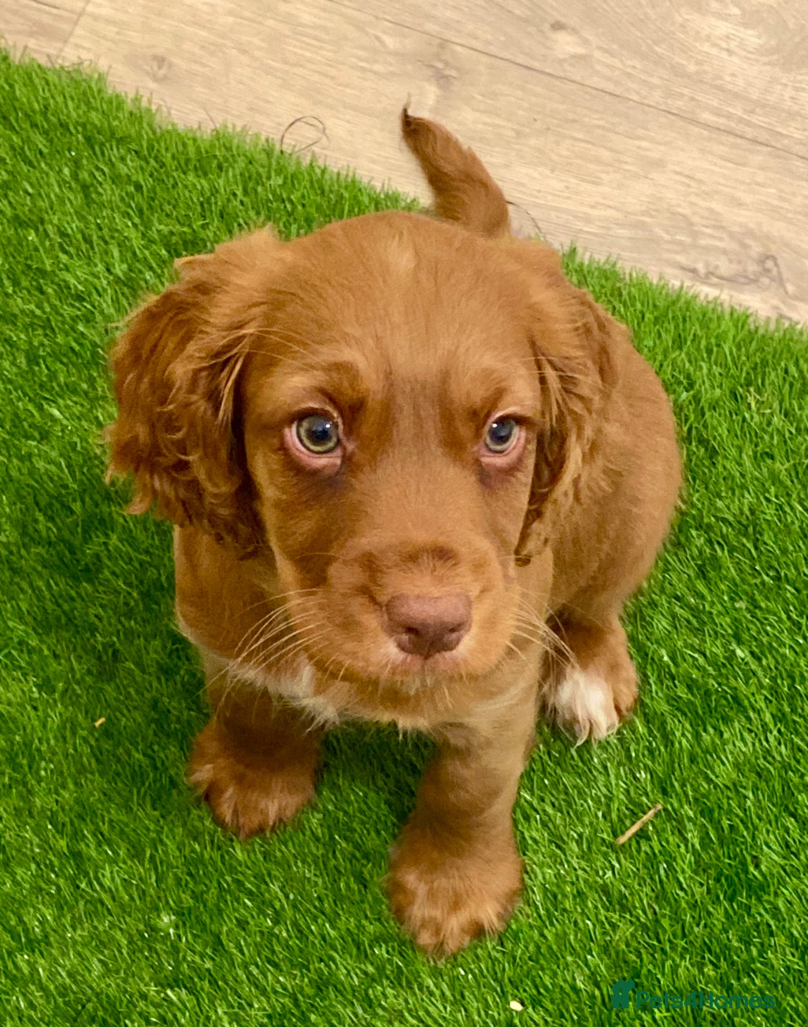 Cocker Spaniel dogs 1 Girl Left! Red Cocker Spaniel girl Ready 2go - Advert 9