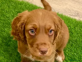 Cocker Spaniel dogs 1 Girl Left! Red Cocker Spaniel girl Ready 2go - Advert 9