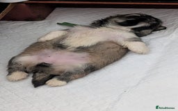 Lhasa Apso dogs for sale: Lovely pedigree puppys - Image 19