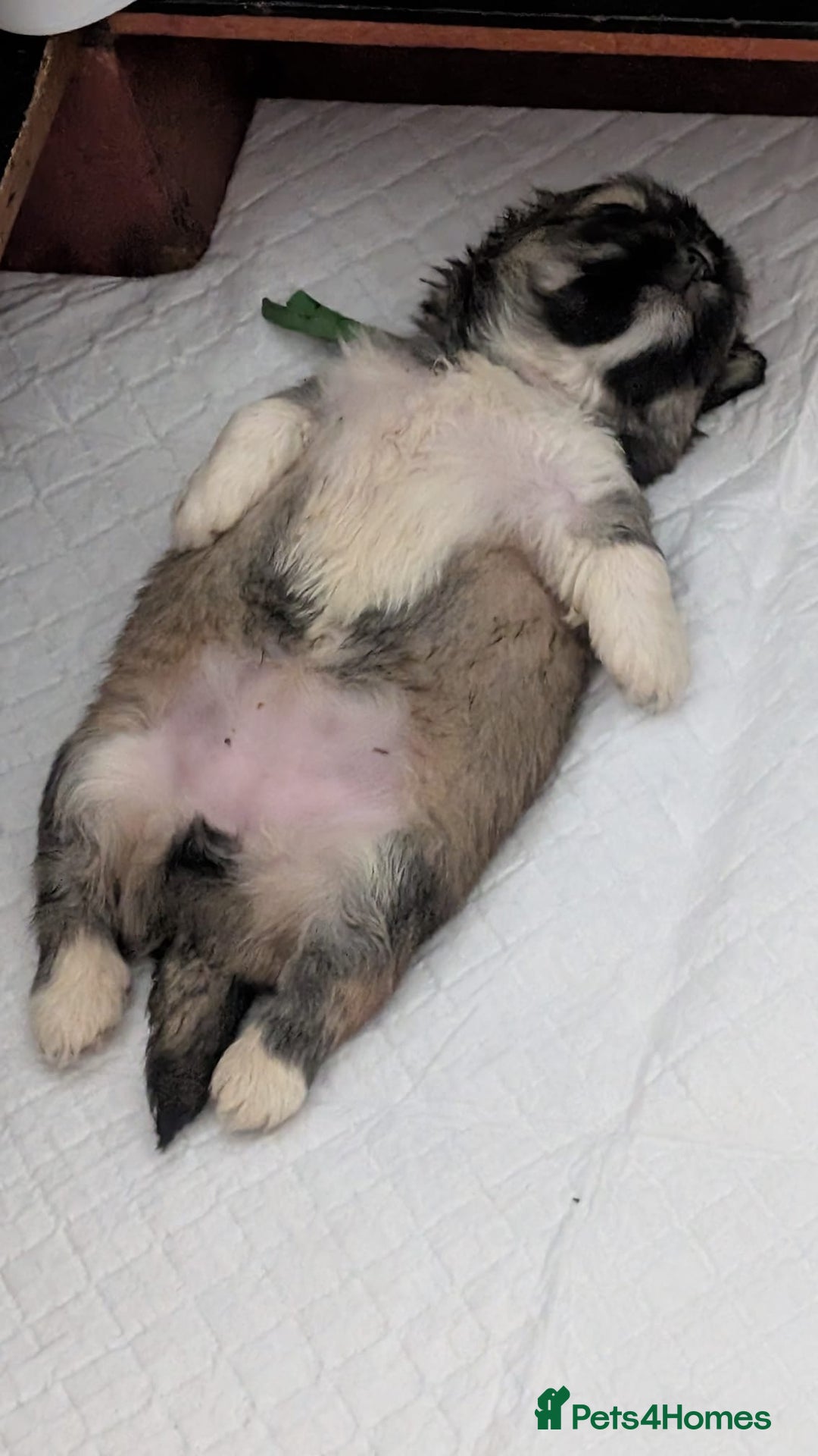 Lhasa Apso dogs for sale: Lovely pedigree puppys - Image 19
