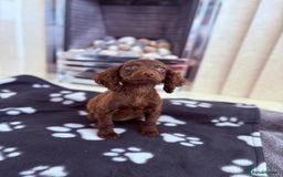 Cocker Spaniel dogs for sale: Cocker spaniel puppies  - Image 4