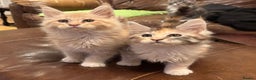 Maine Coon cats for sale: Pure Breed Mainecoon kittens for sale.  - Advert 1