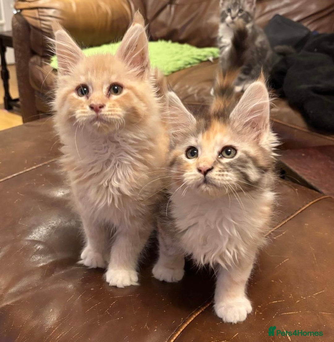 Maine Coon cats for sale: Pure Breed Mainecoon kittens for sale.  - Advert 1