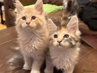 Maine Coon cats Pure Breed Mainecoon kittens for sale. - Advert 1