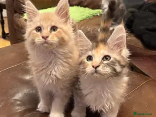 Maine Coon cats Pure Breed Mainecoon kittens for sale. - Advert 2