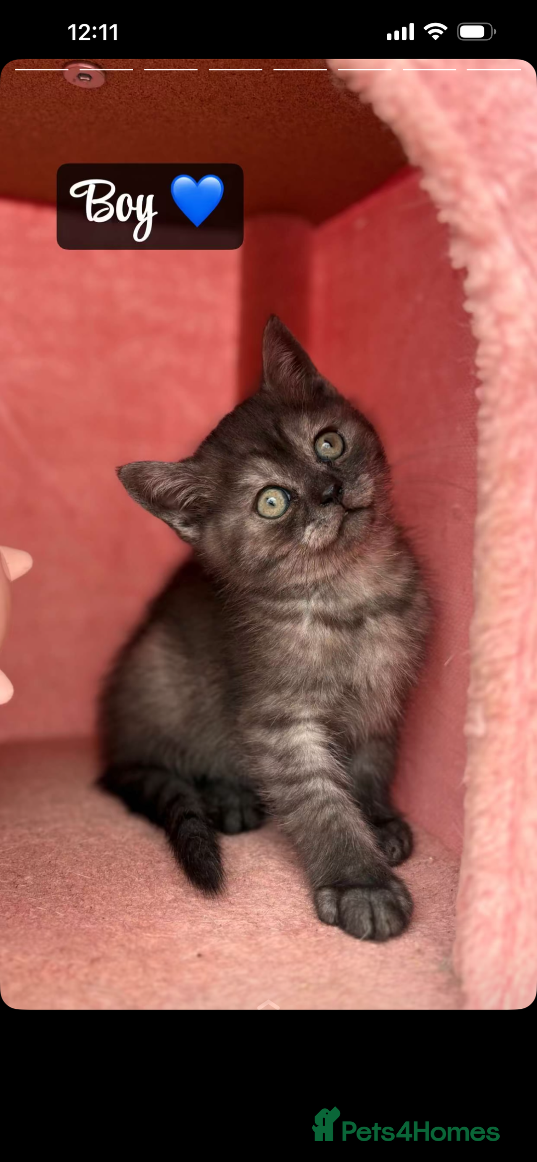 Mixed Breed cats for sale: Mixed breed  - Advert 3