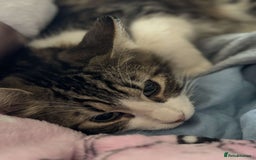Maine Coon cats for sale: willow maine coon cross begal - Image 4