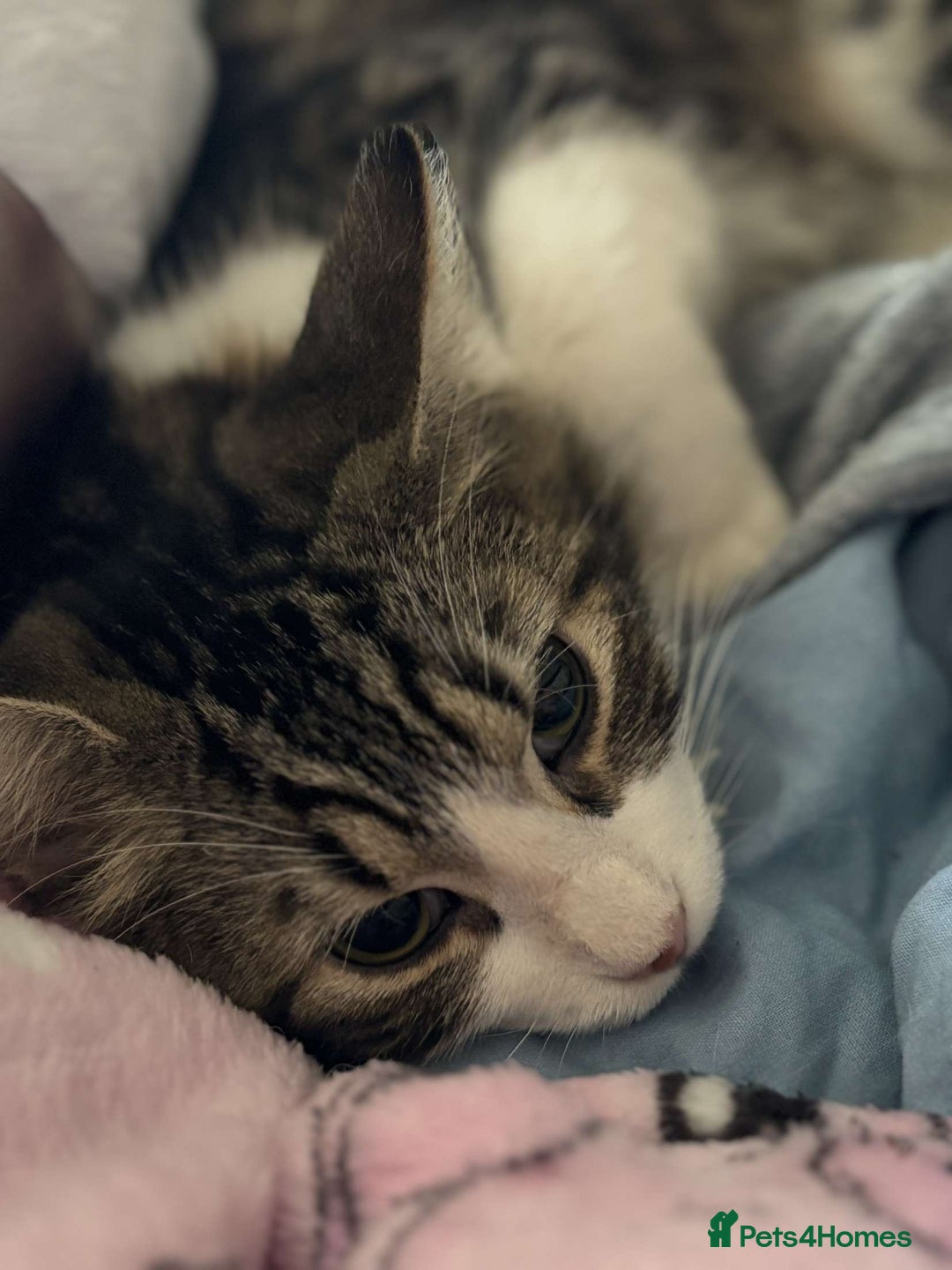Maine Coon cats for sale: willow maine coon cross begal - Image 4
