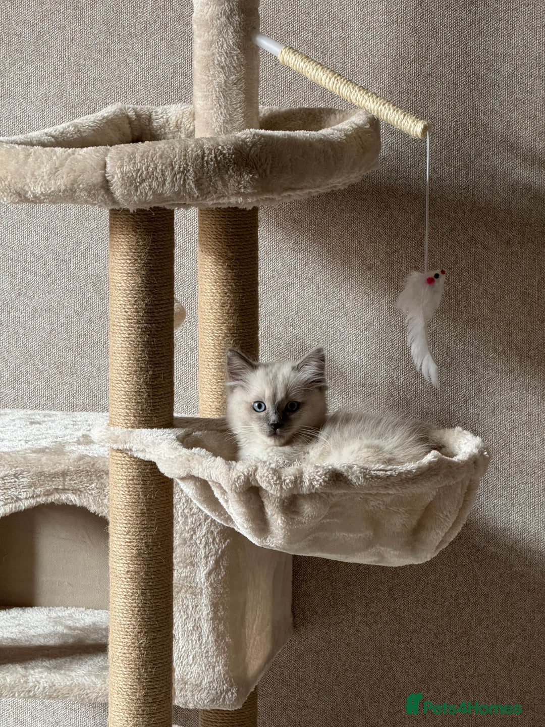 Ragdoll cats for sale: Ragdoll kitten 🤍 - Image 2