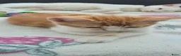 Mixed Breed cats for sale: Beautiful kittens in Rayleigh - Advert 9