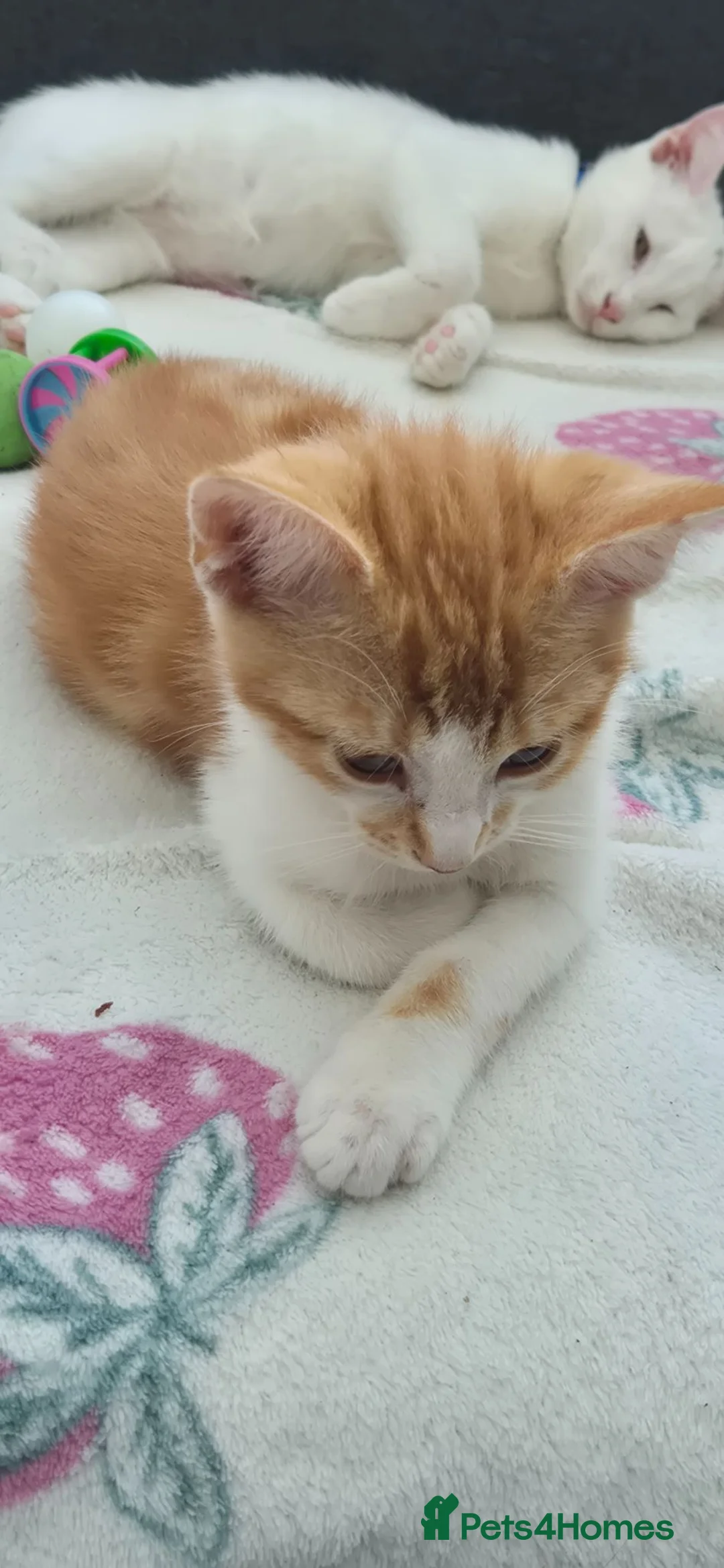 Mixed Breed cats for sale: Beautiful kittens in Rayleigh - Advert 9