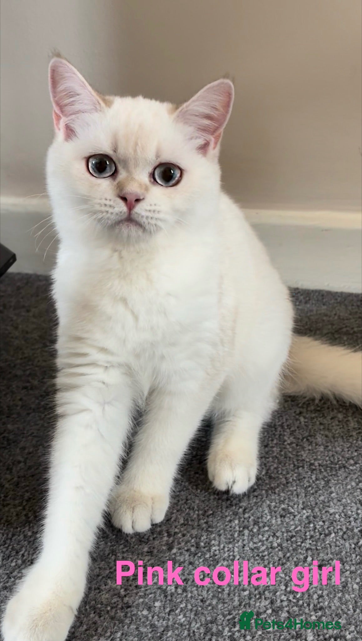British Shorthair cats Rare GCCF Gold/Silver Tipped BSH Kittens - Advert 4