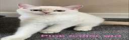 British Shorthair cats for sale: Rare GCCF Gold/Silver Tipped BSH Kittens - Advert 2