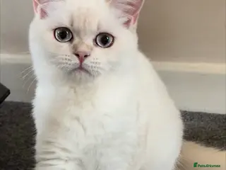 British Shorthair cats Rare GCCF Gold/Silver Tipped BSH Kittens - Advert 4