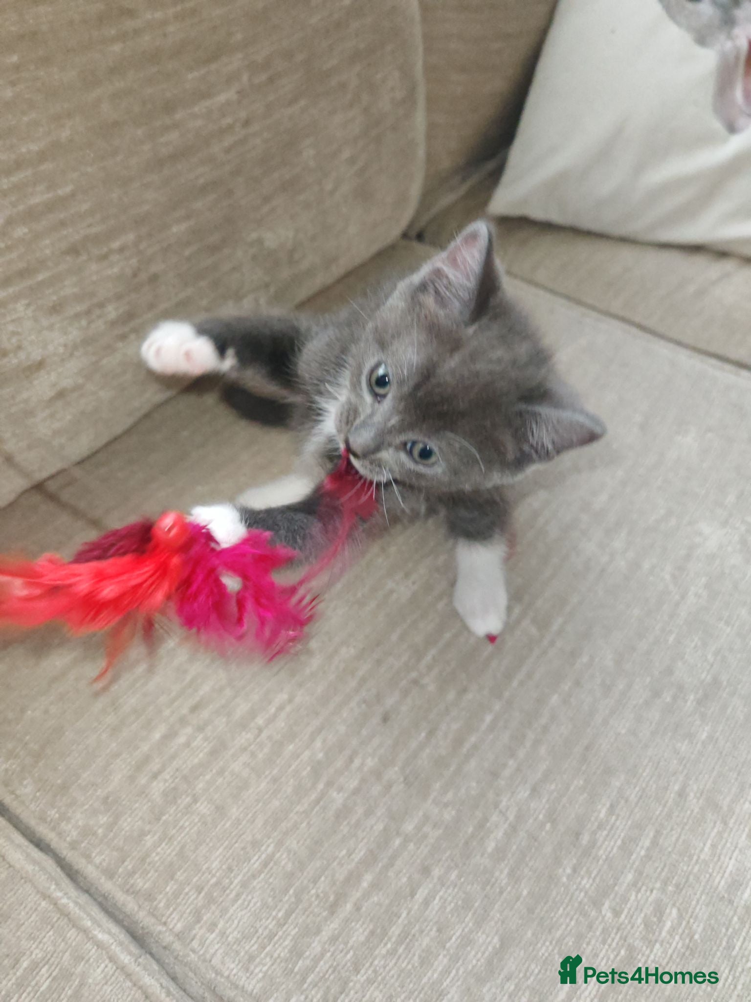 Ragdoll cats Male kitten Ragdoll  Mix - Advert 8