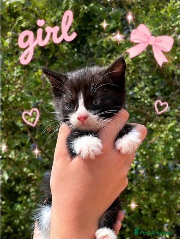 Mixed Breed cats Ready now - Advert 1