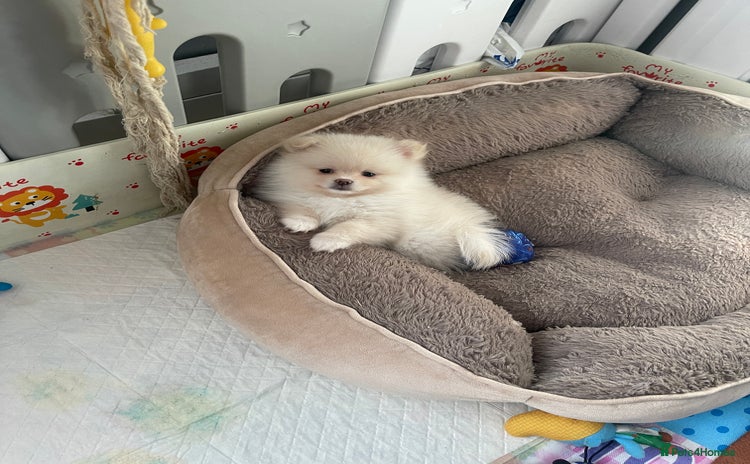 Pomeranian dogs - Advert 3