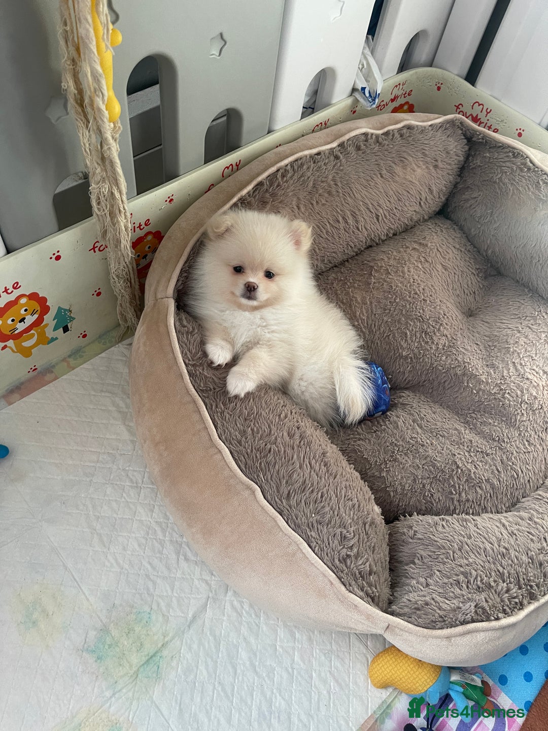 Pomeranian dogs for sale: Beautiful Pomerian Boy  - Image 1